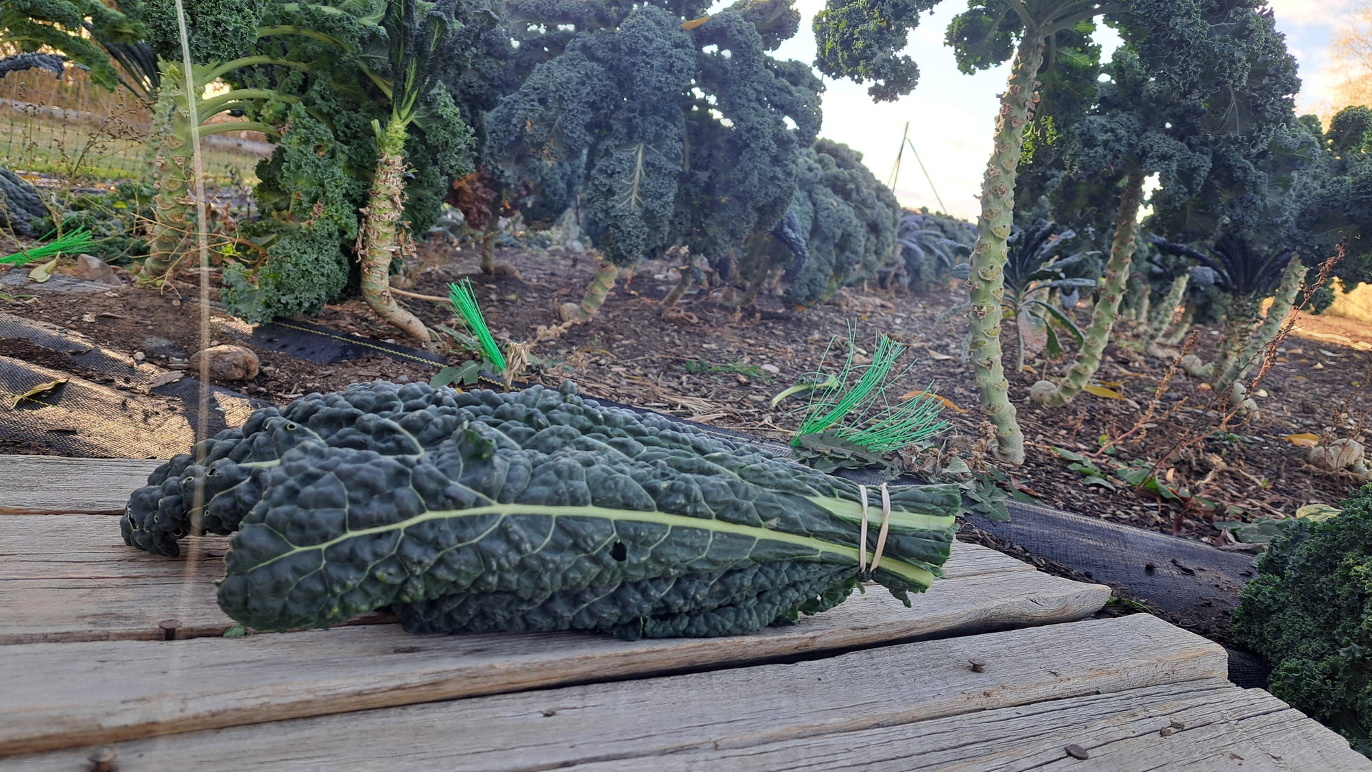 Zach's Kale (/bunch)