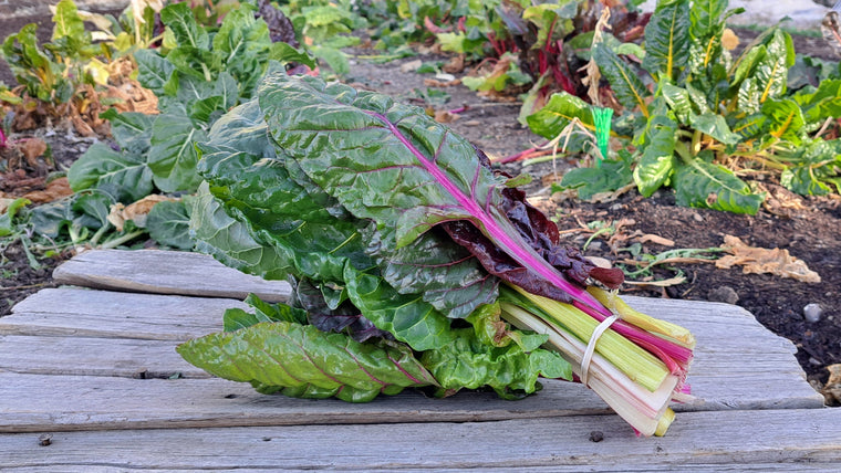 Zach's Swiss Chard (/bunch)