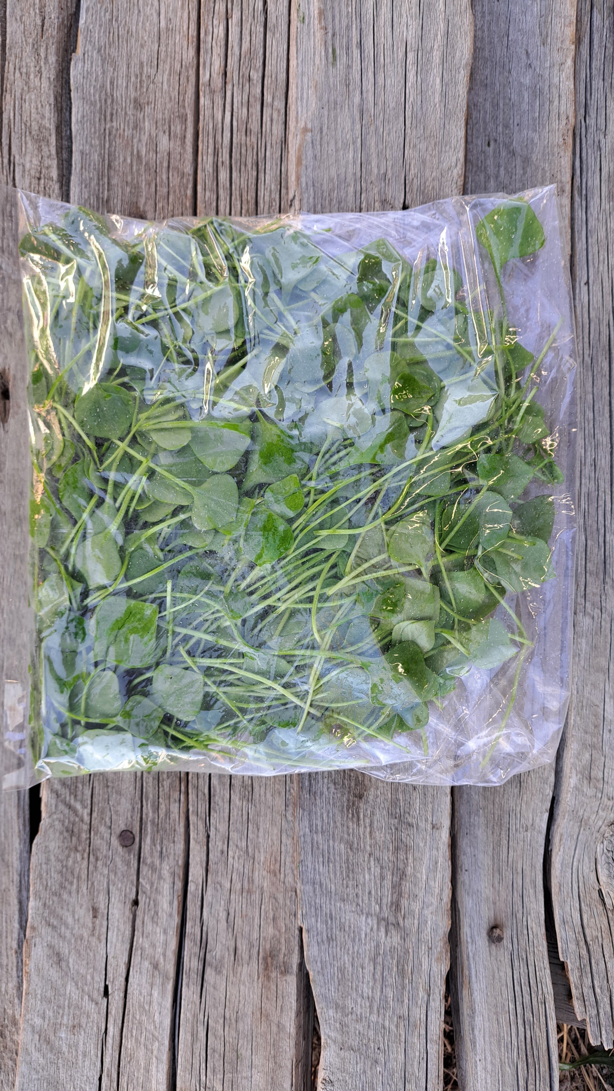 Zach's Miner's Lettuce (/8 ounce bag)