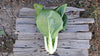 Zach's Bok Choy (/bunch)