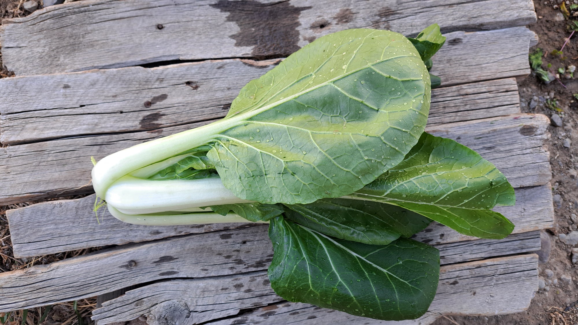Zach's Bok Choy (/bunch)