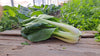 Zach's Bok Choy (/bunch)