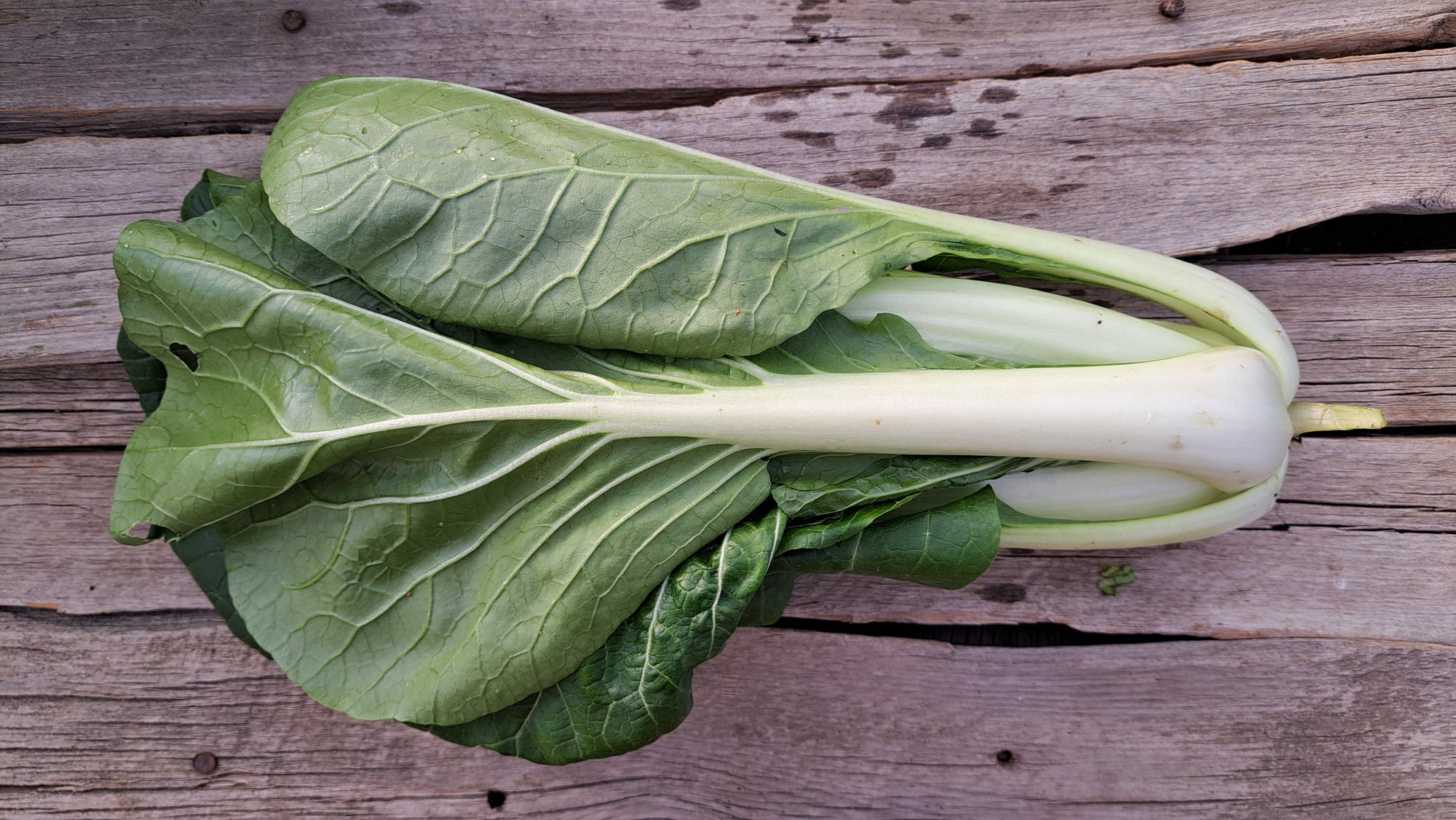 Zach's Bok Choy (/bunch)