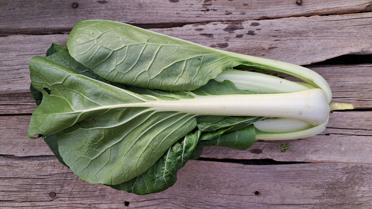 Zach's Bok Choy (/bunch)