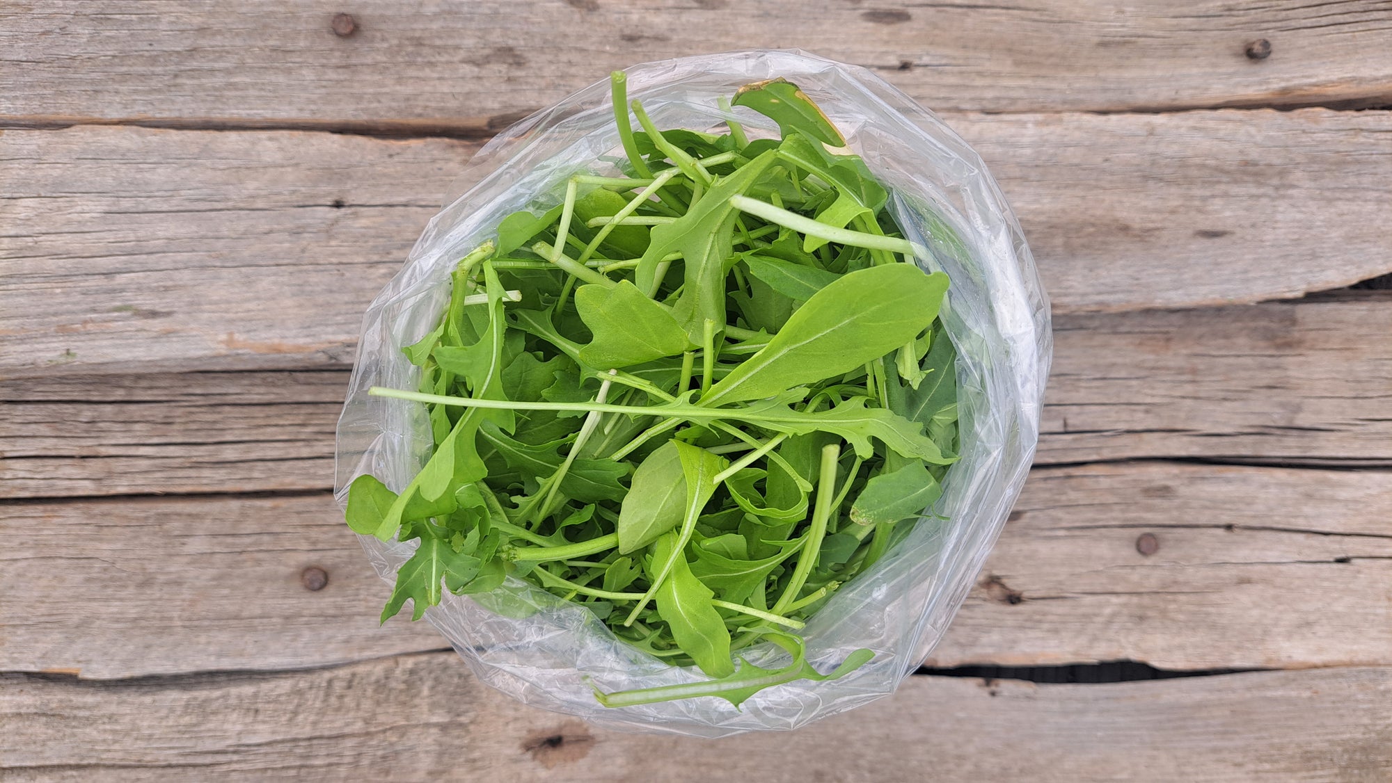 Zach's Arugula (/8oz)