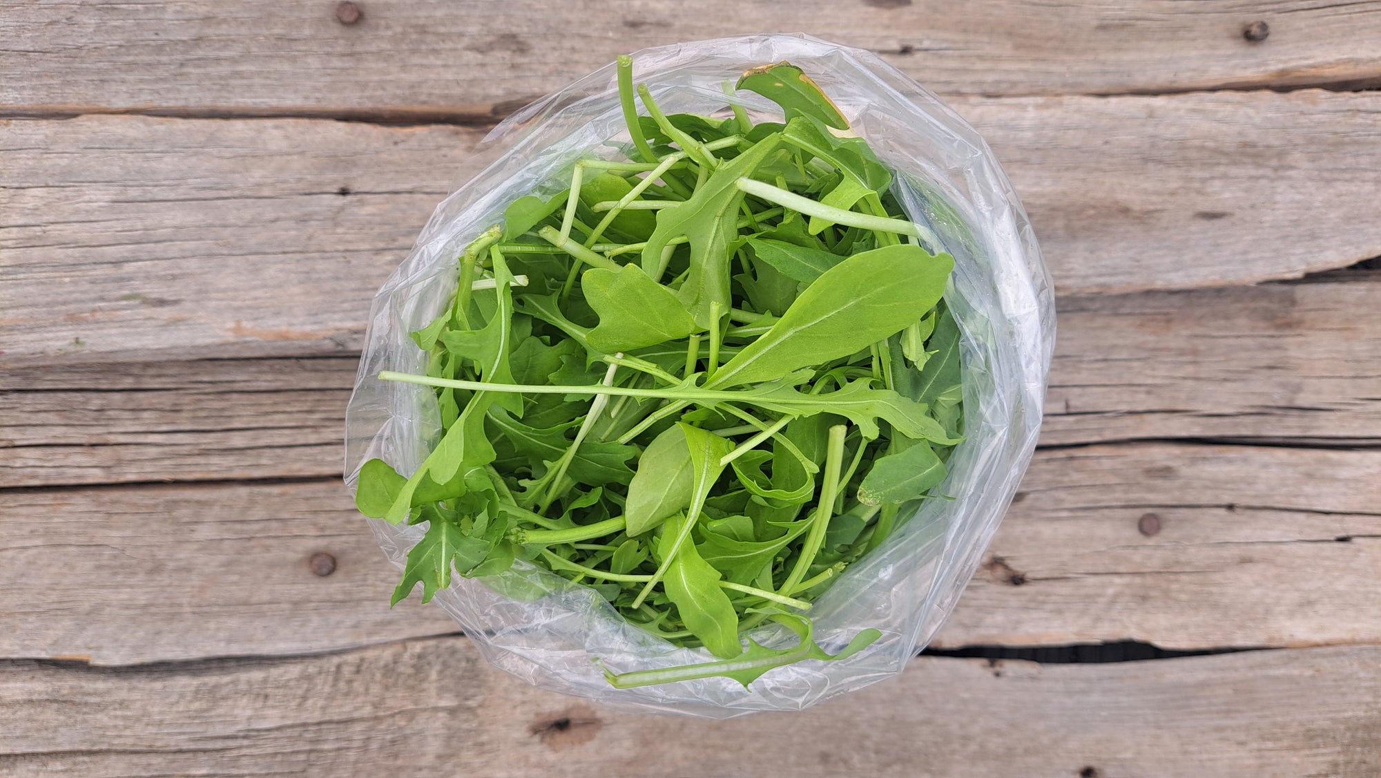 Zach's Arugula (/8oz)