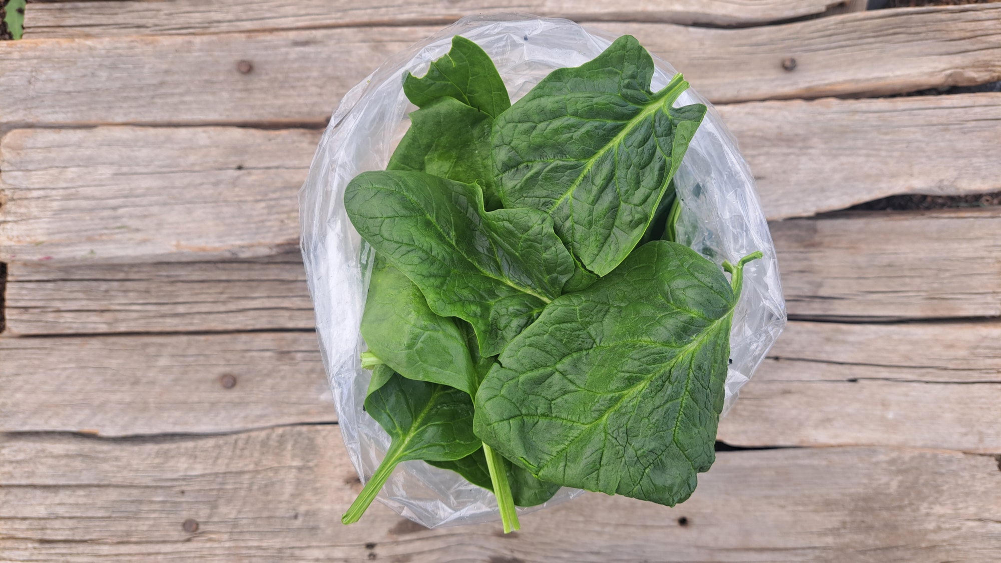 Zach's Spinach (/8oz or 16 oz bag)