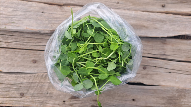 Zach's Micro Pea Shoots (/5oz)