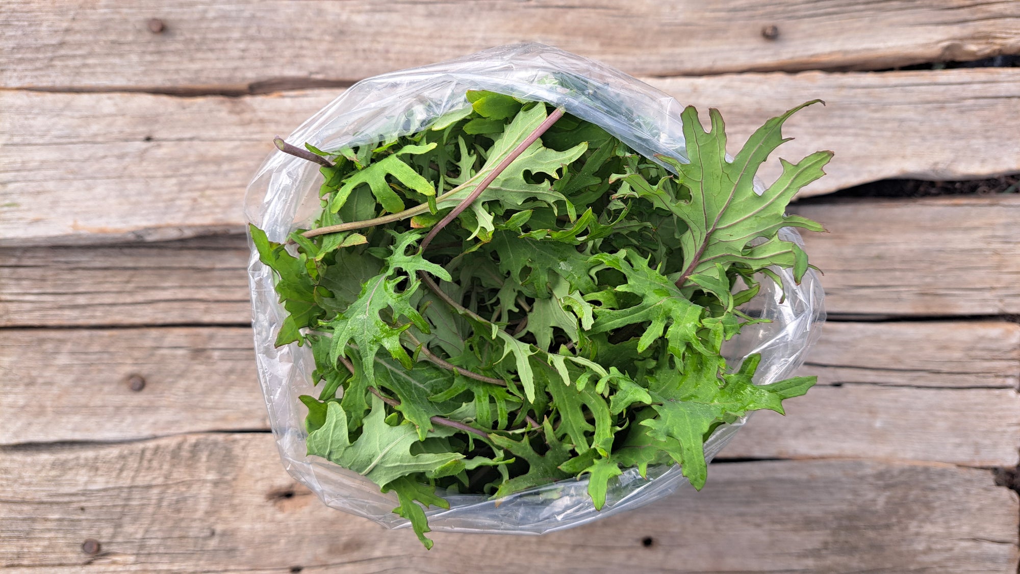 Zach's Baby Kale (/8 ounce bag)