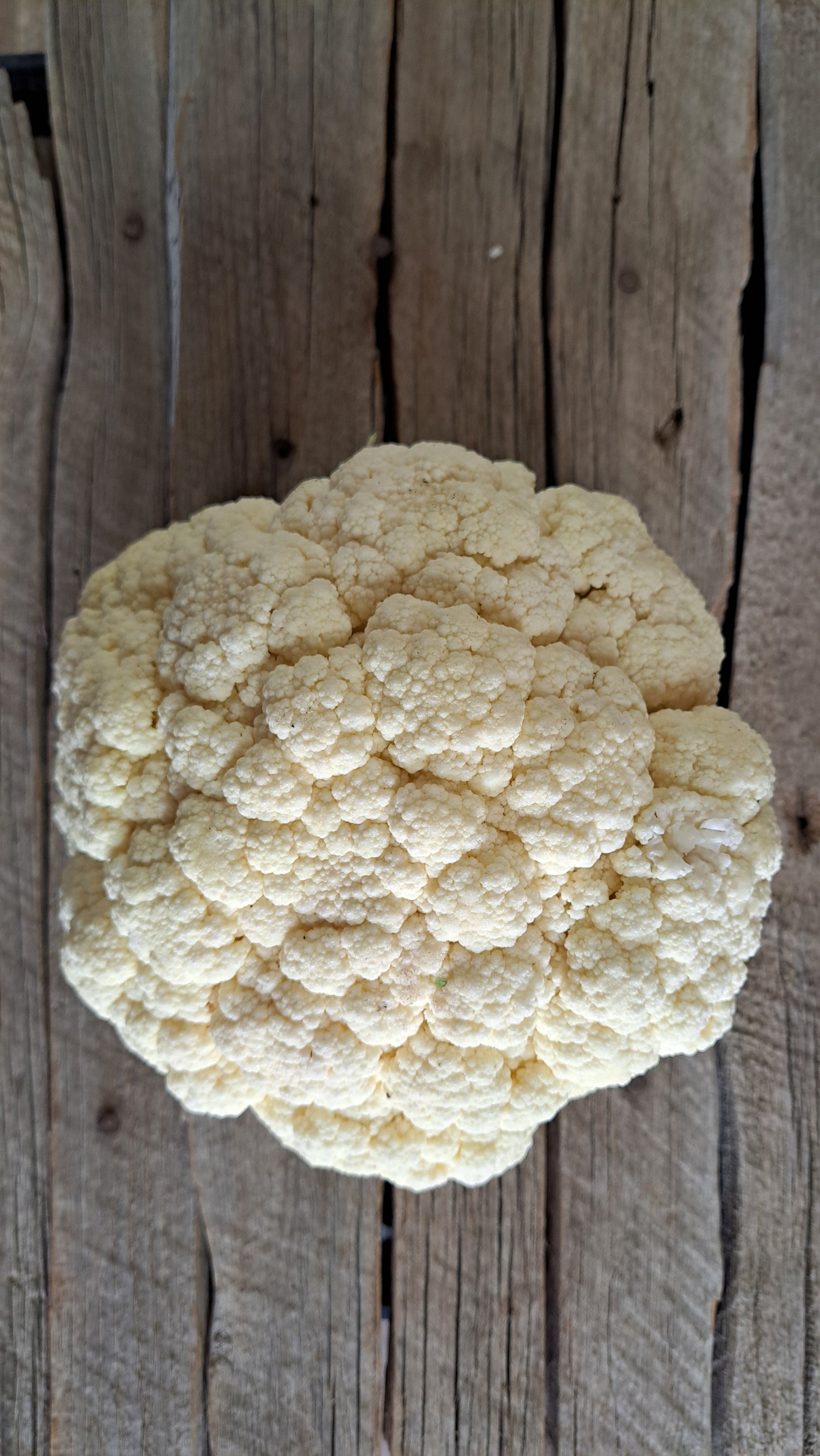 Zach's Cauliflower (/lb)