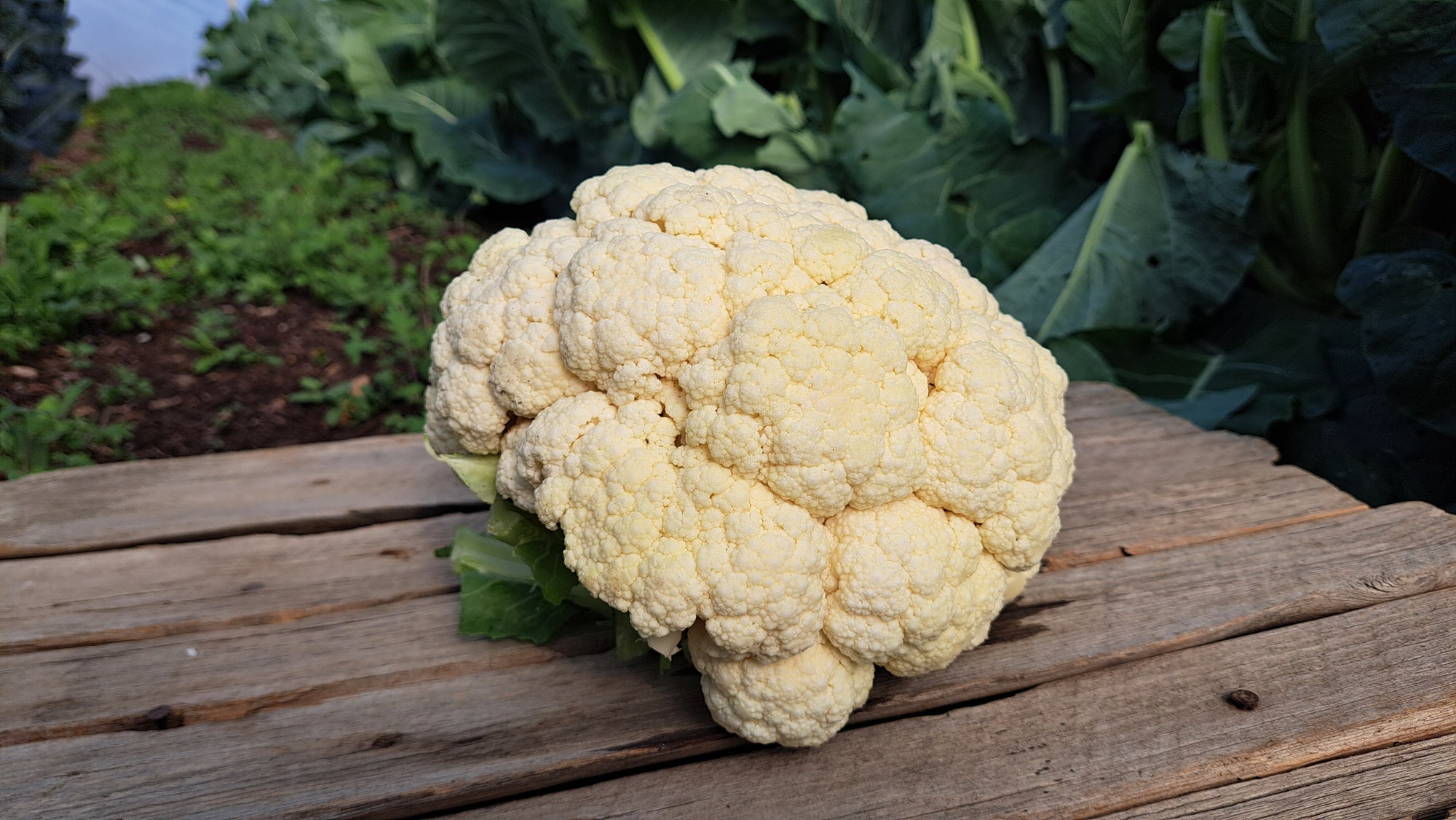 Zach's Cauliflower (/lb)