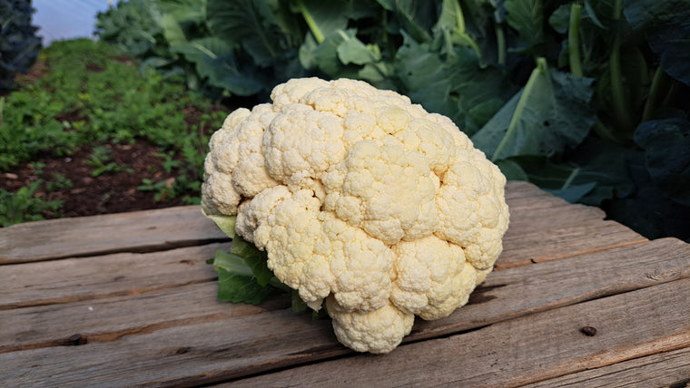 Zach's Cauliflower (/lb)