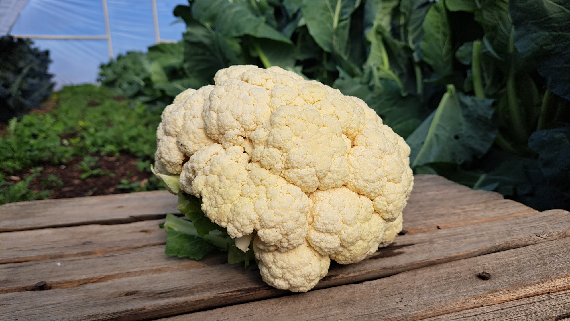 Zach's Cauliflower (/lb)