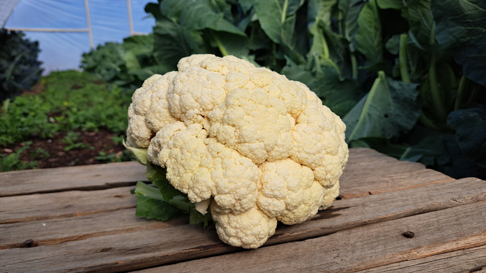 Zach's Cauliflower (/lb)