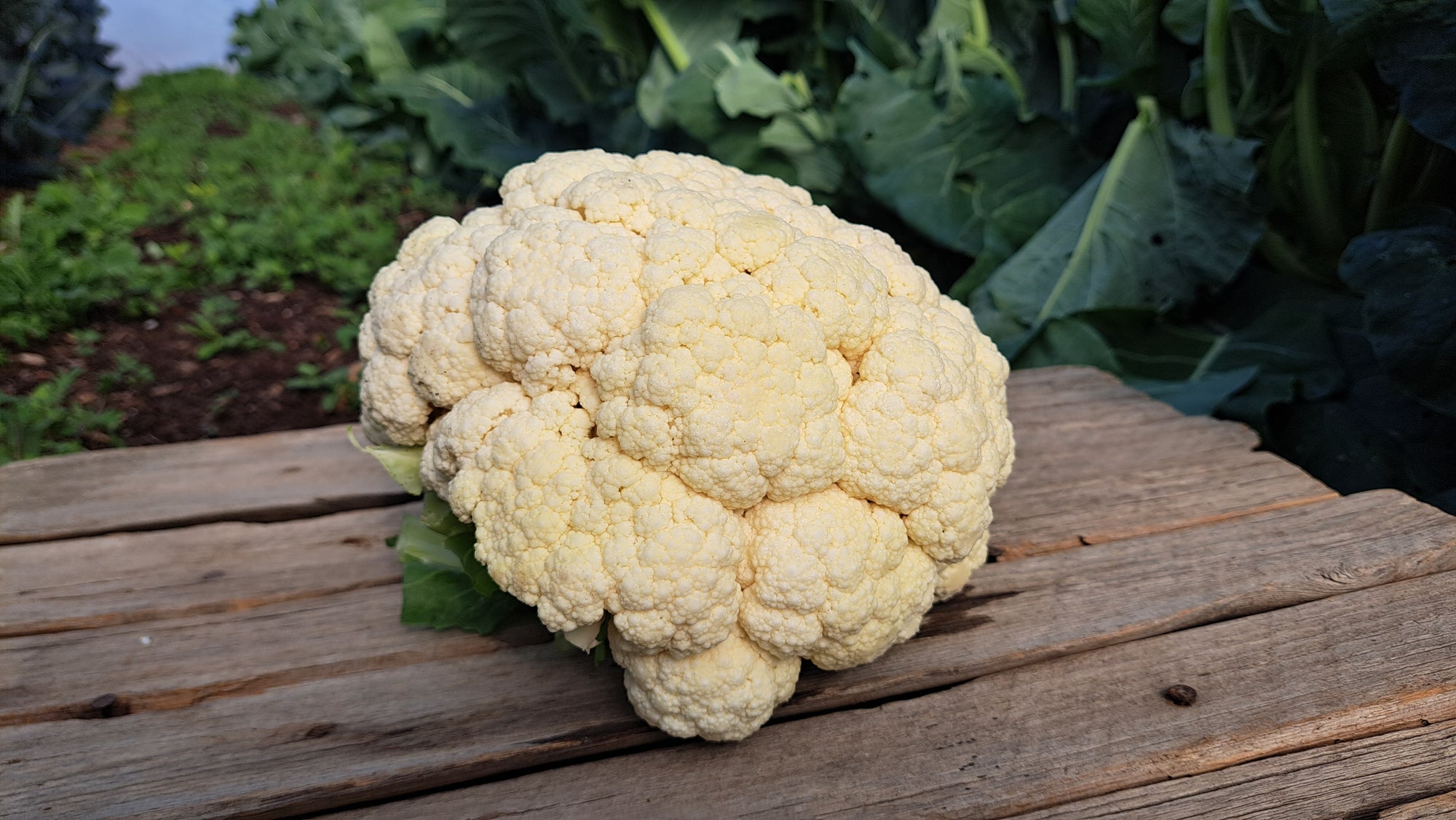 Zach's Cauliflower (/lb)