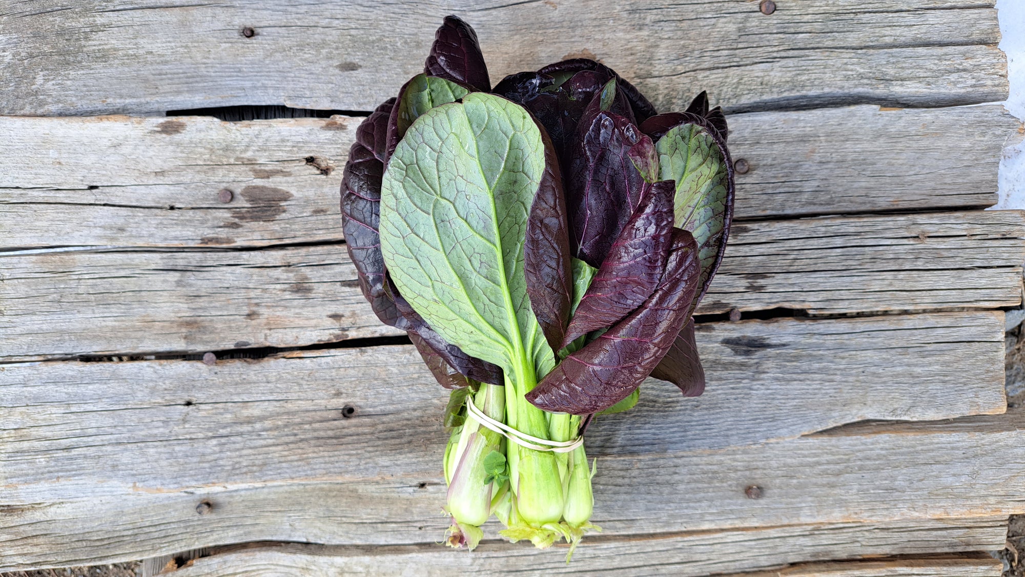 Zach's Bok Choy (/bunch)