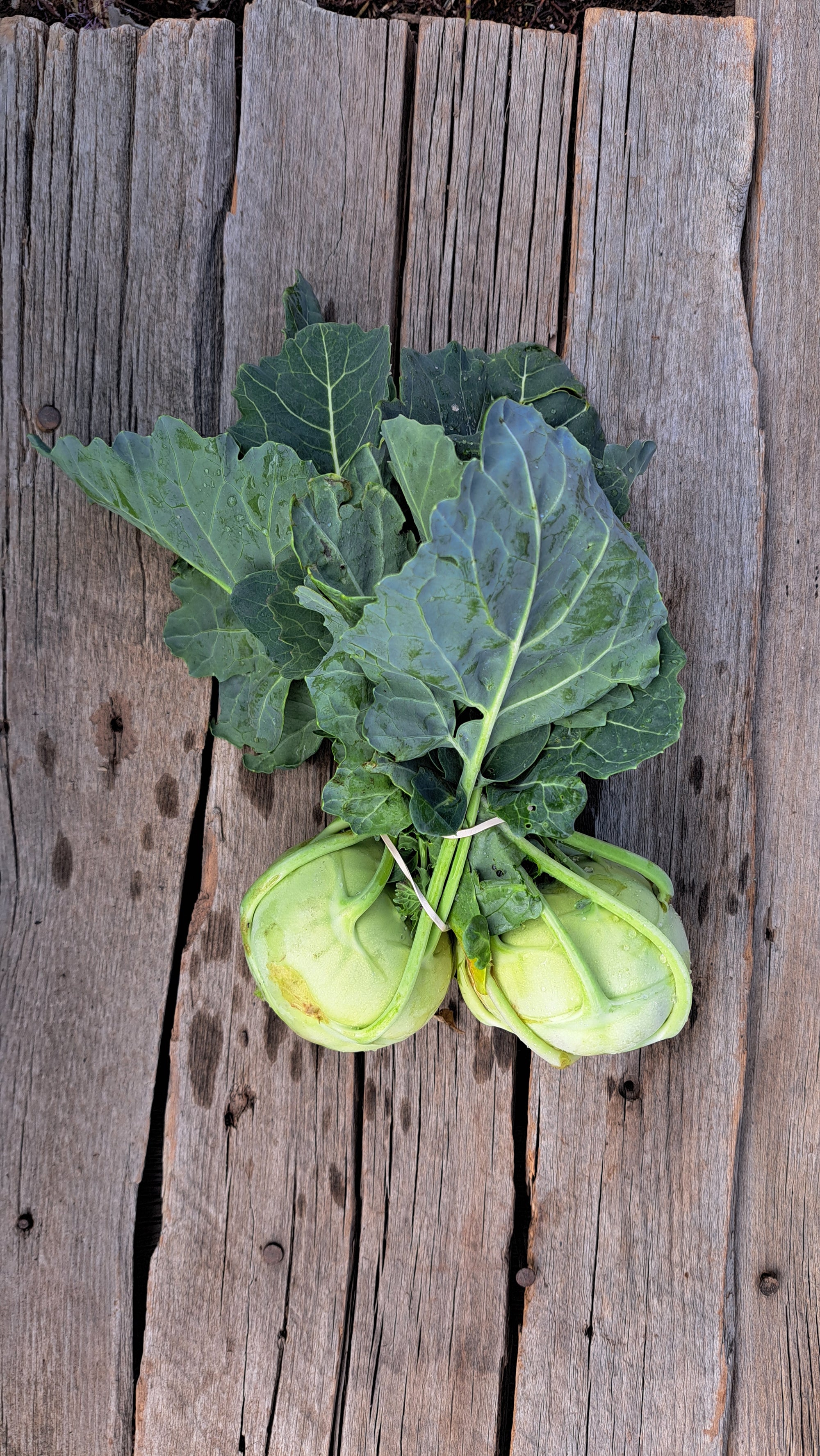 Zach's Kohlrabi (/bunch)