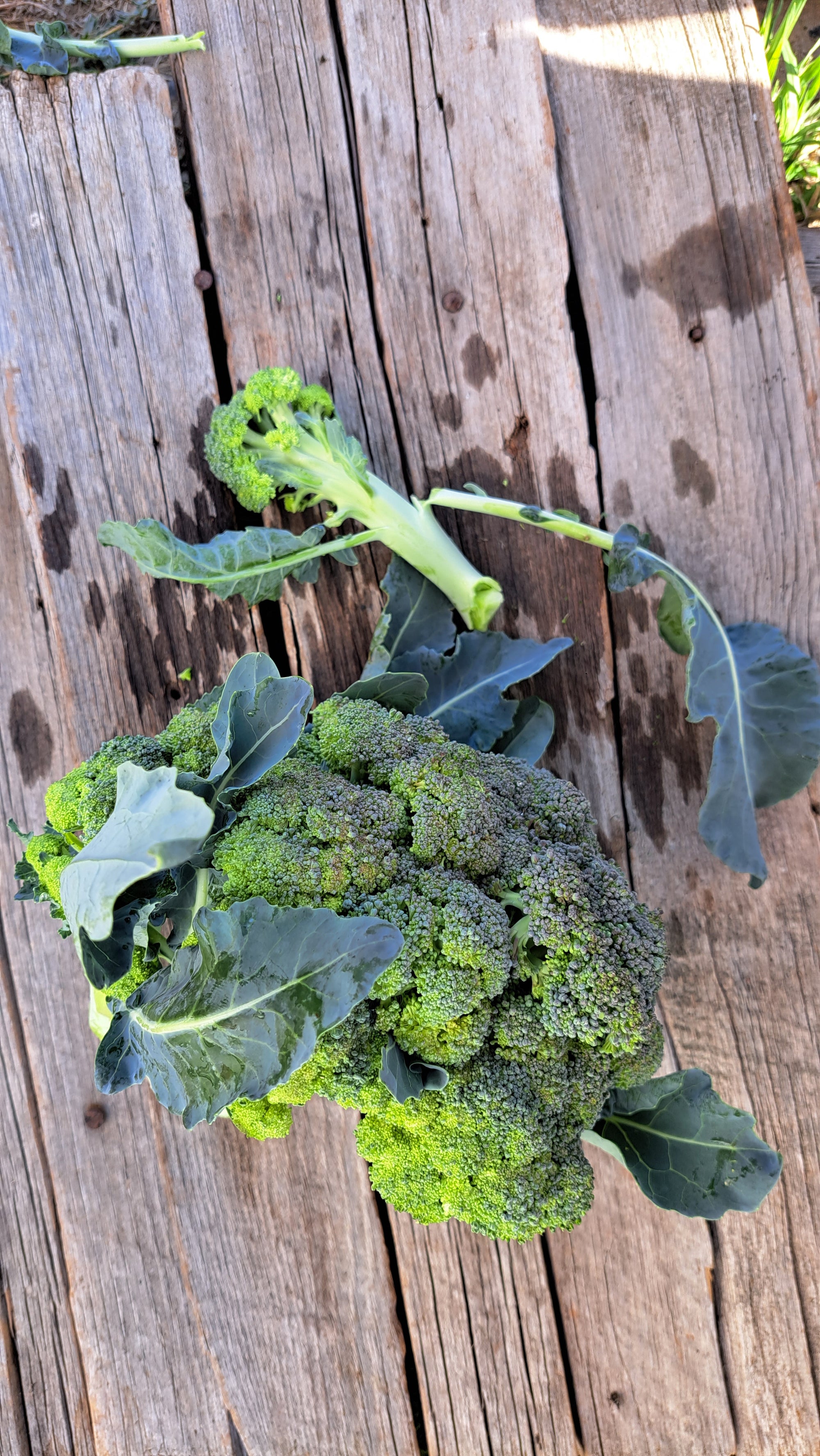 Zach's Broccoli (/lb)
