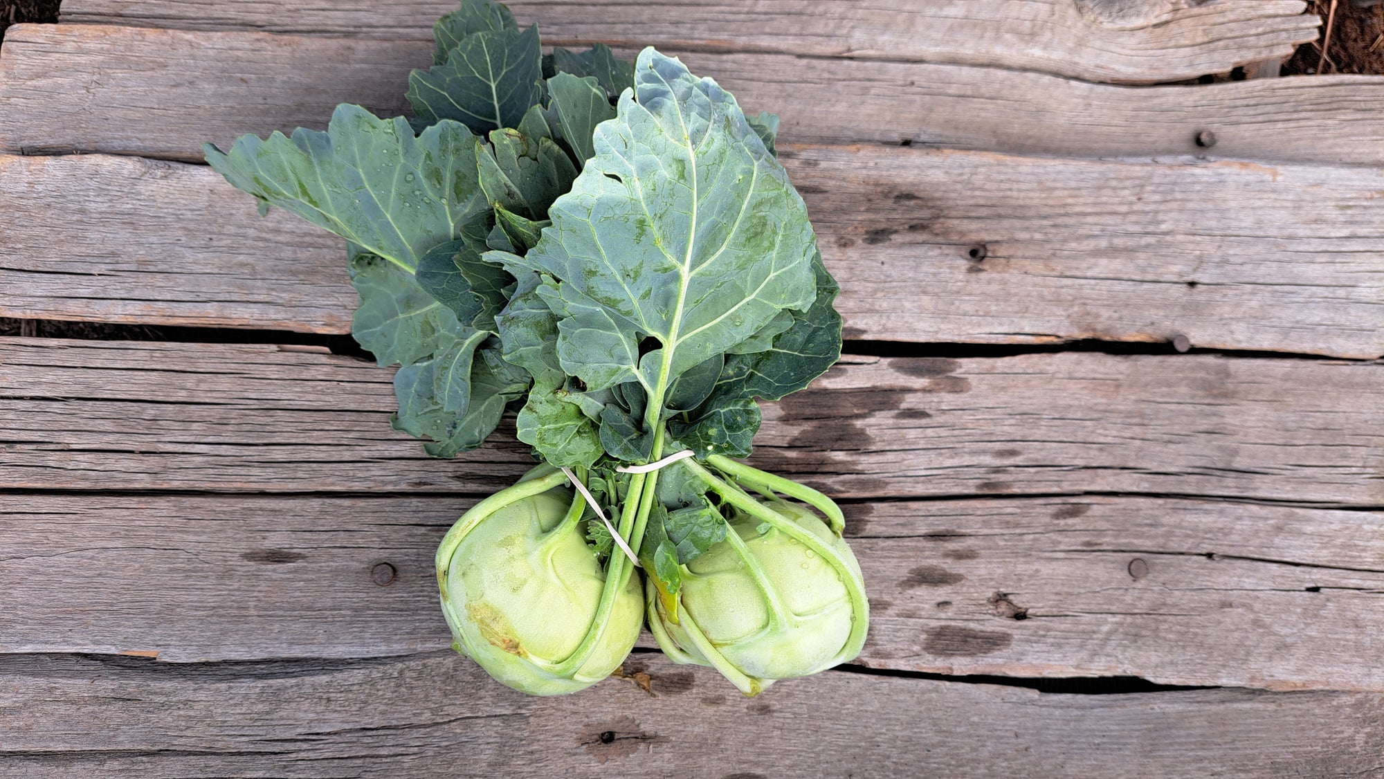 Zach's Kohlrabi (/bunch)