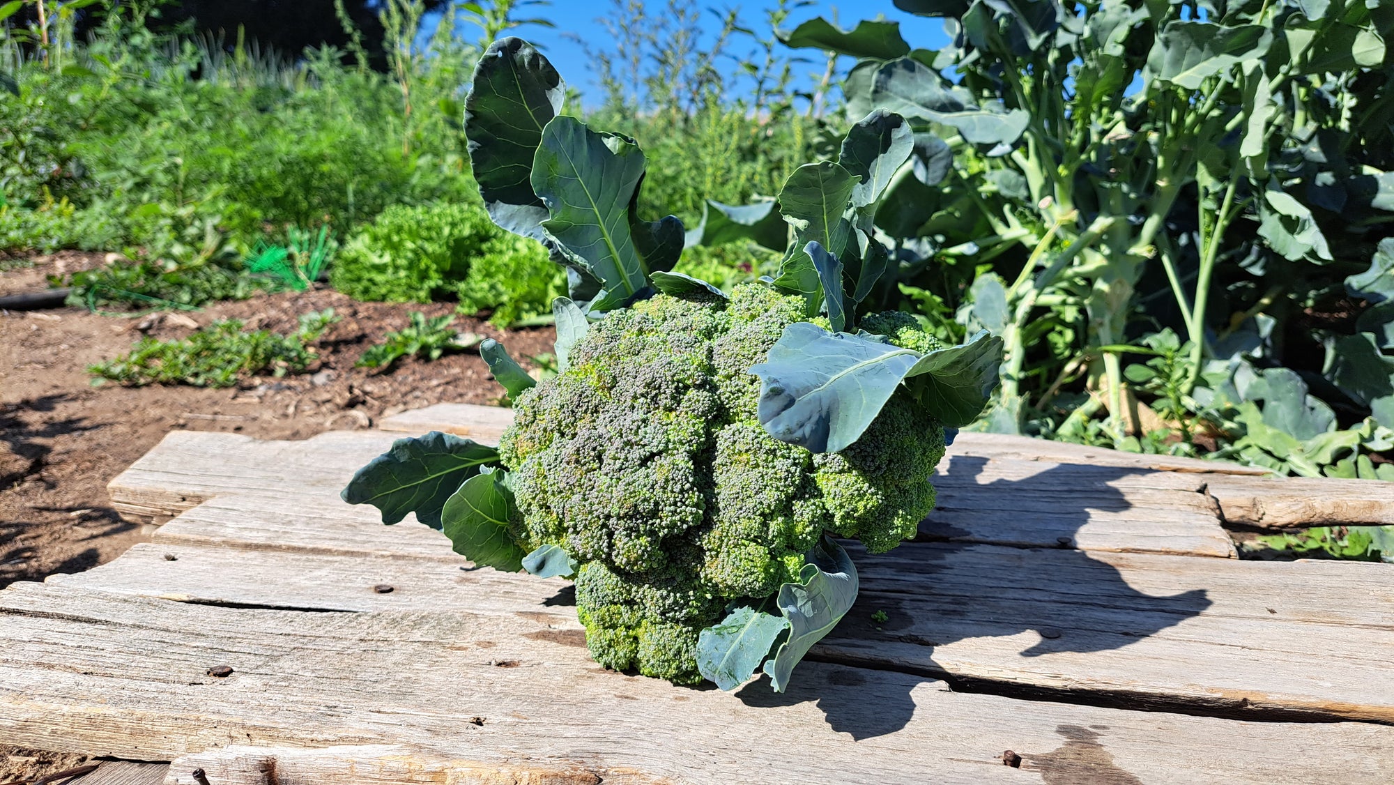 Zach's Broccoli (/lb)