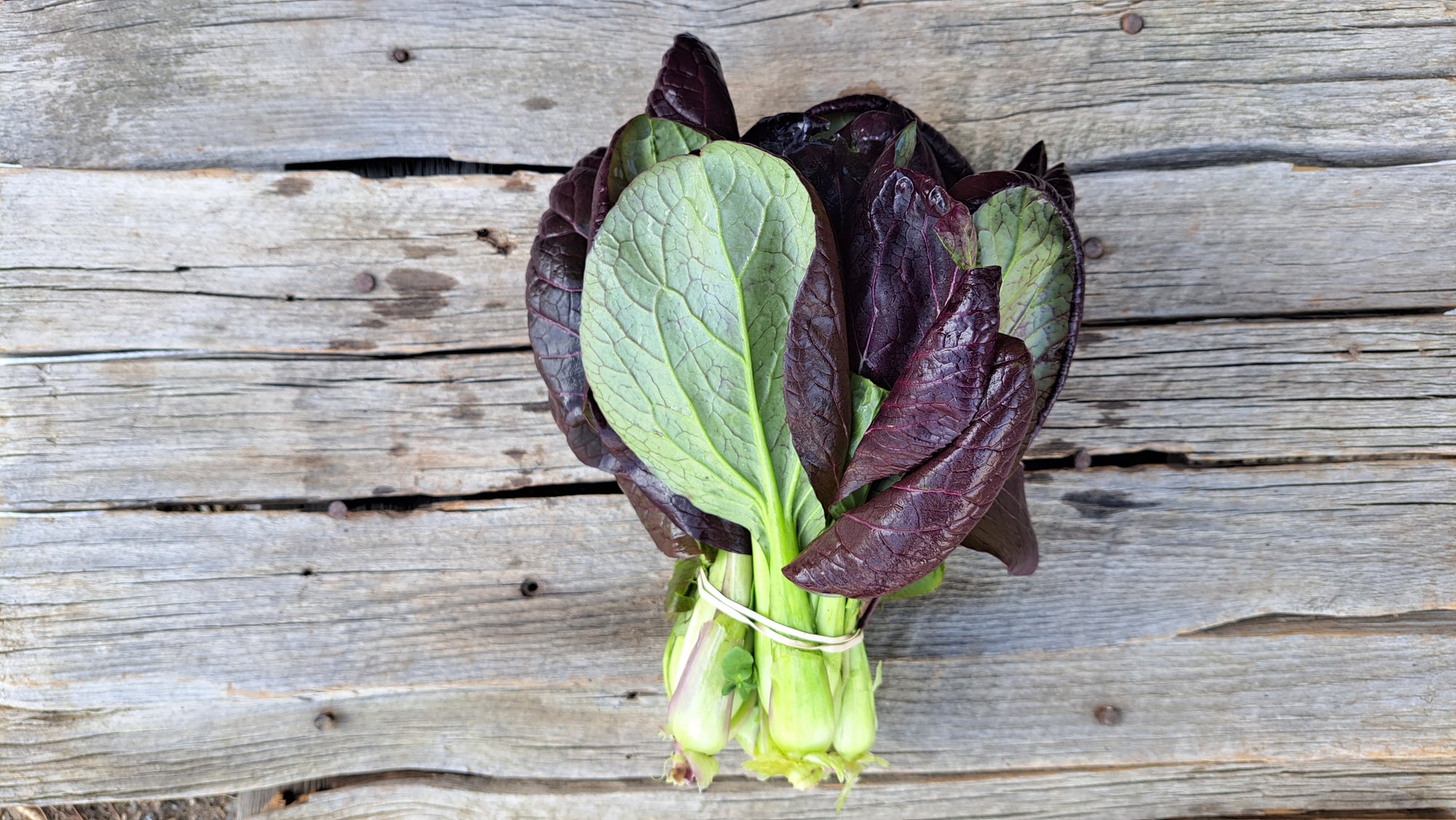 Zach's Bok Choy (/bunch)