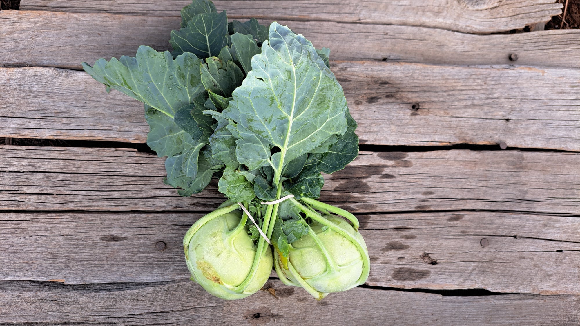 Zach's Kohlrabi (/bunch)