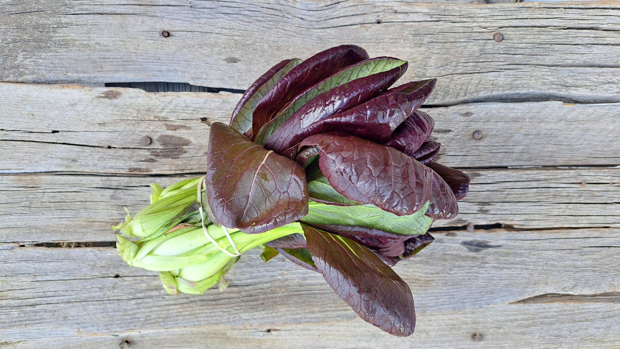 Zach's Bok Choy (/bunch)
