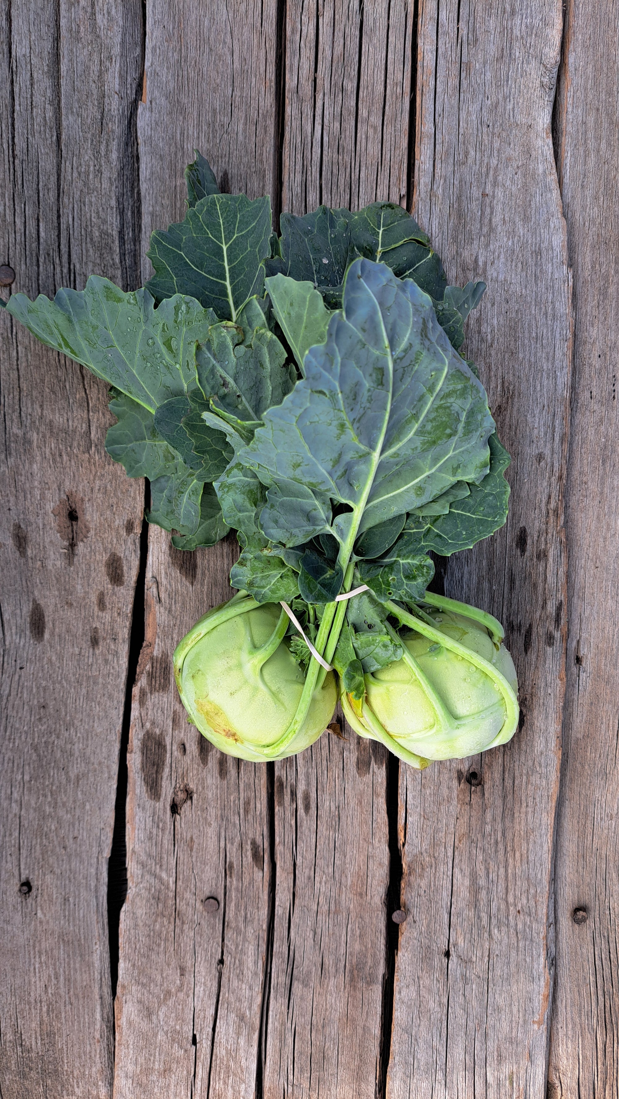 Zach's Kohlrabi (/bunch)