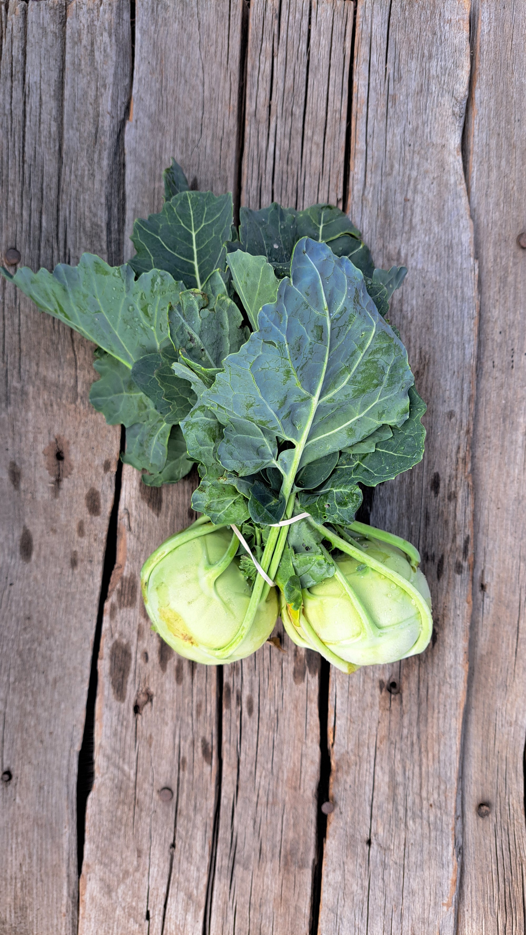 Zach's Kohlrabi (/bunch)