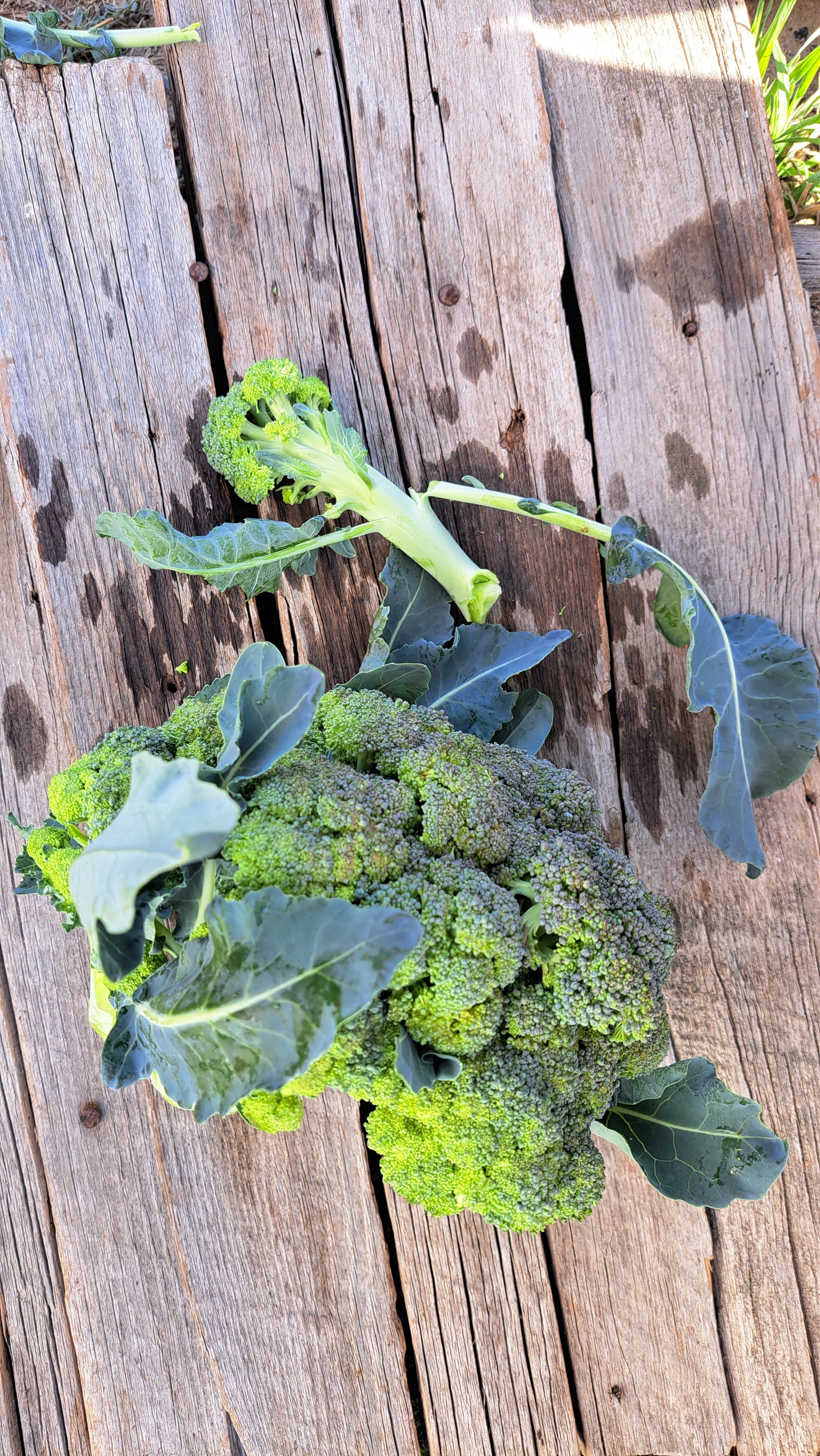 Zach's Broccoli (/lb)