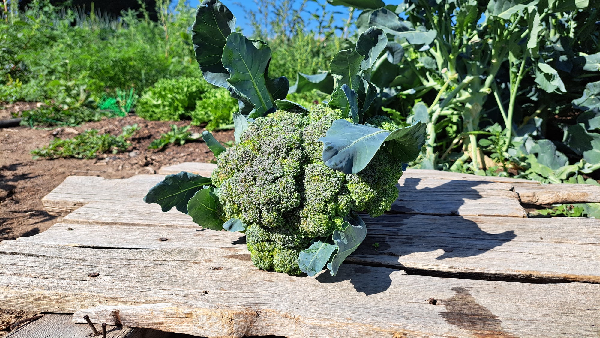 Zach's Broccoli (/lb)