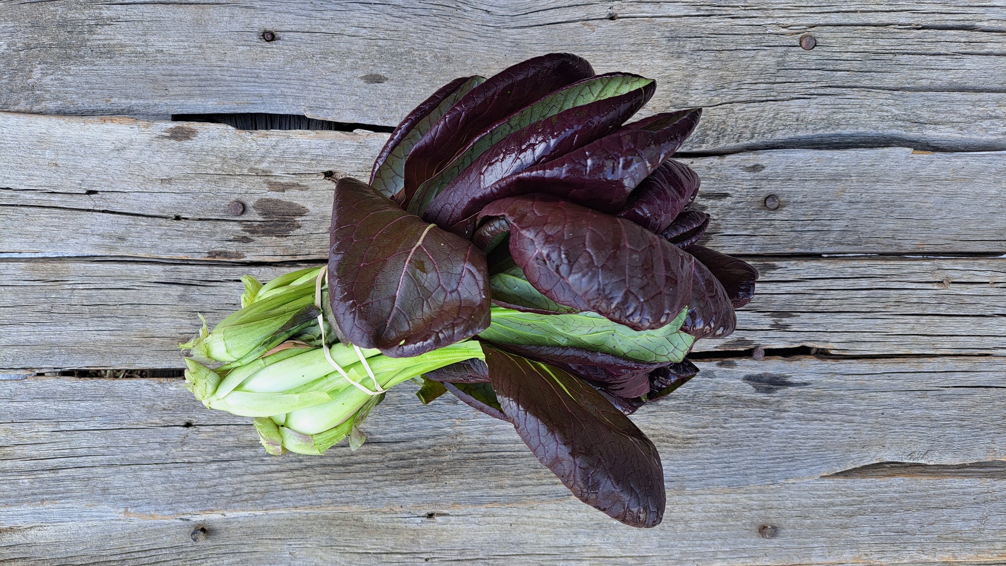 Zach's Bok Choy (/bunch)