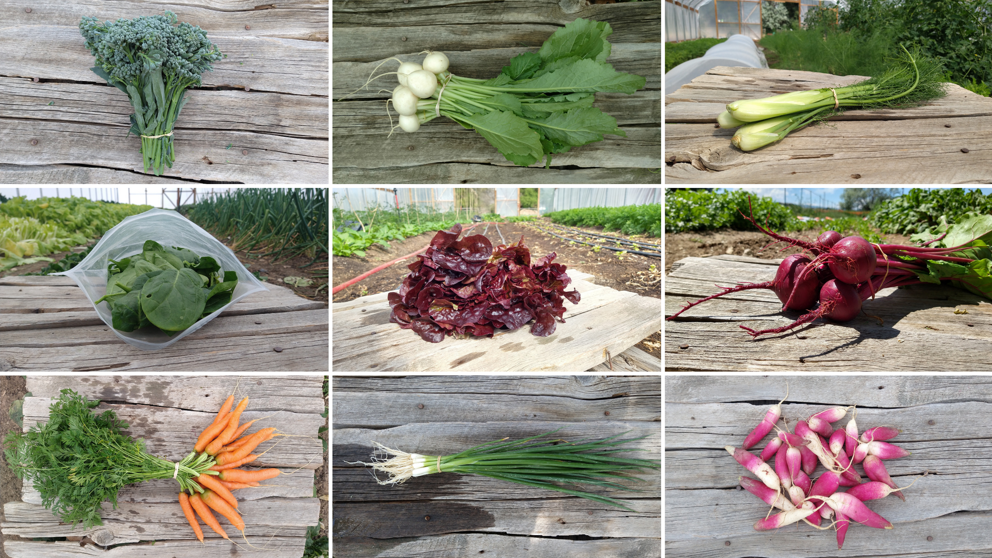 CSA Share EVERY OTHER WEEK (6 weeks)