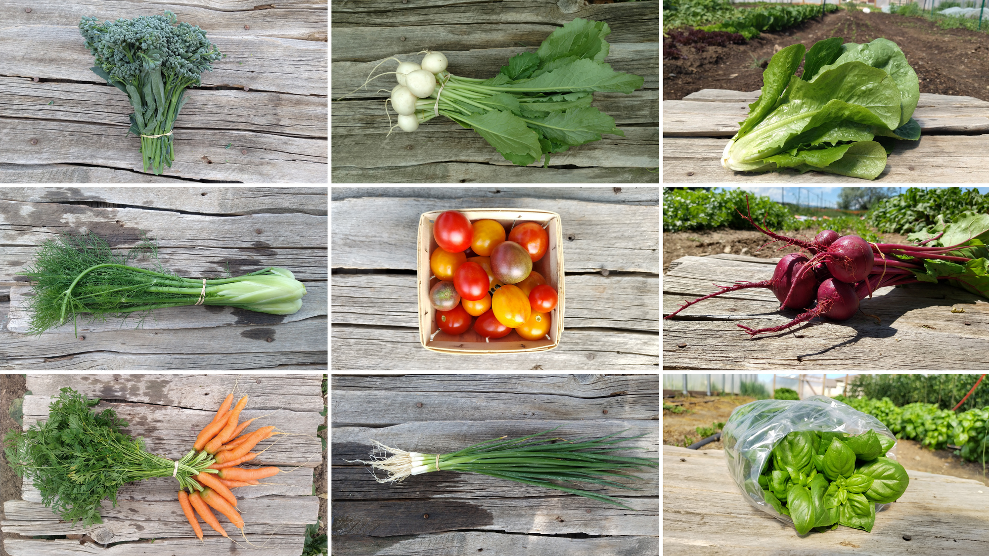 CSA Share EVERY WEEK (12 weeks)