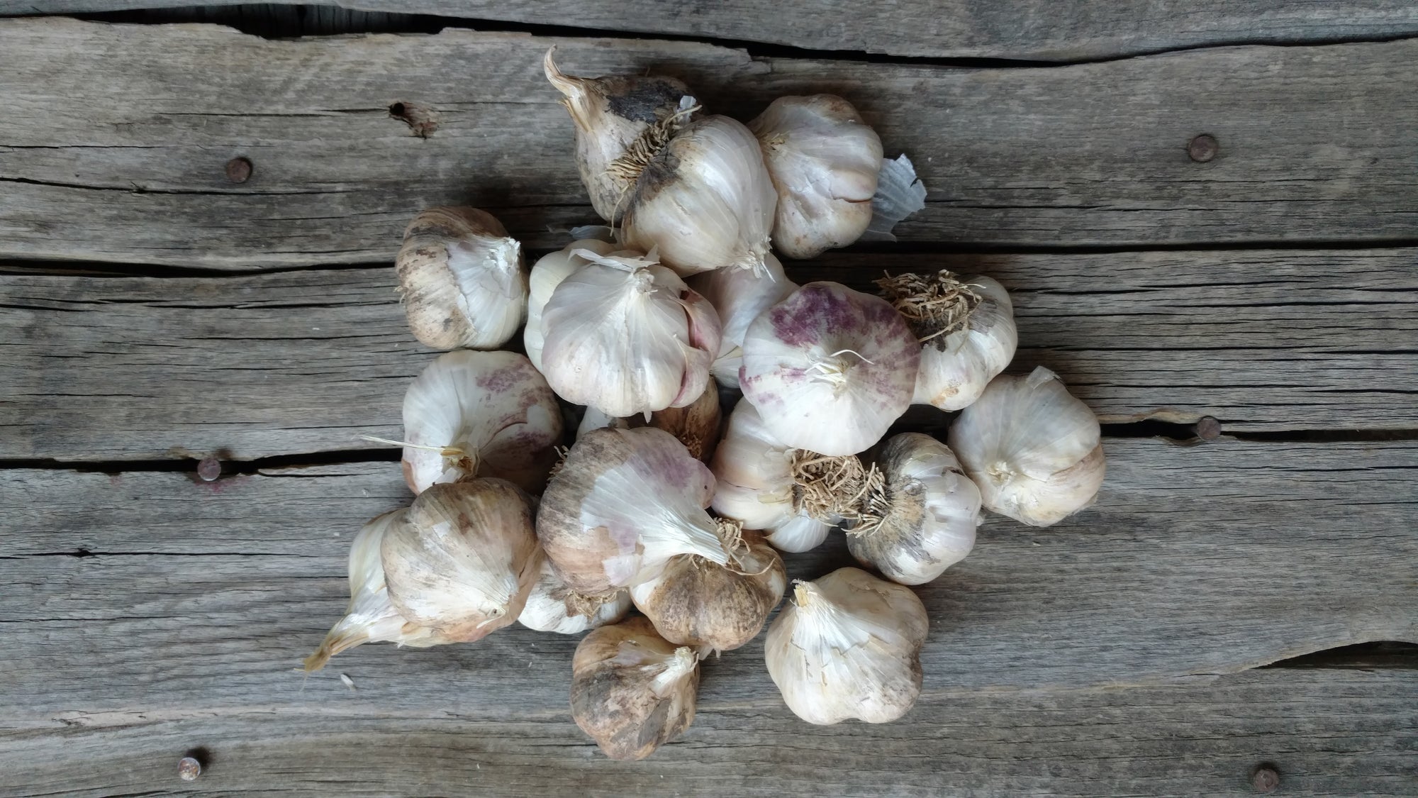 Music Garlic (/head)