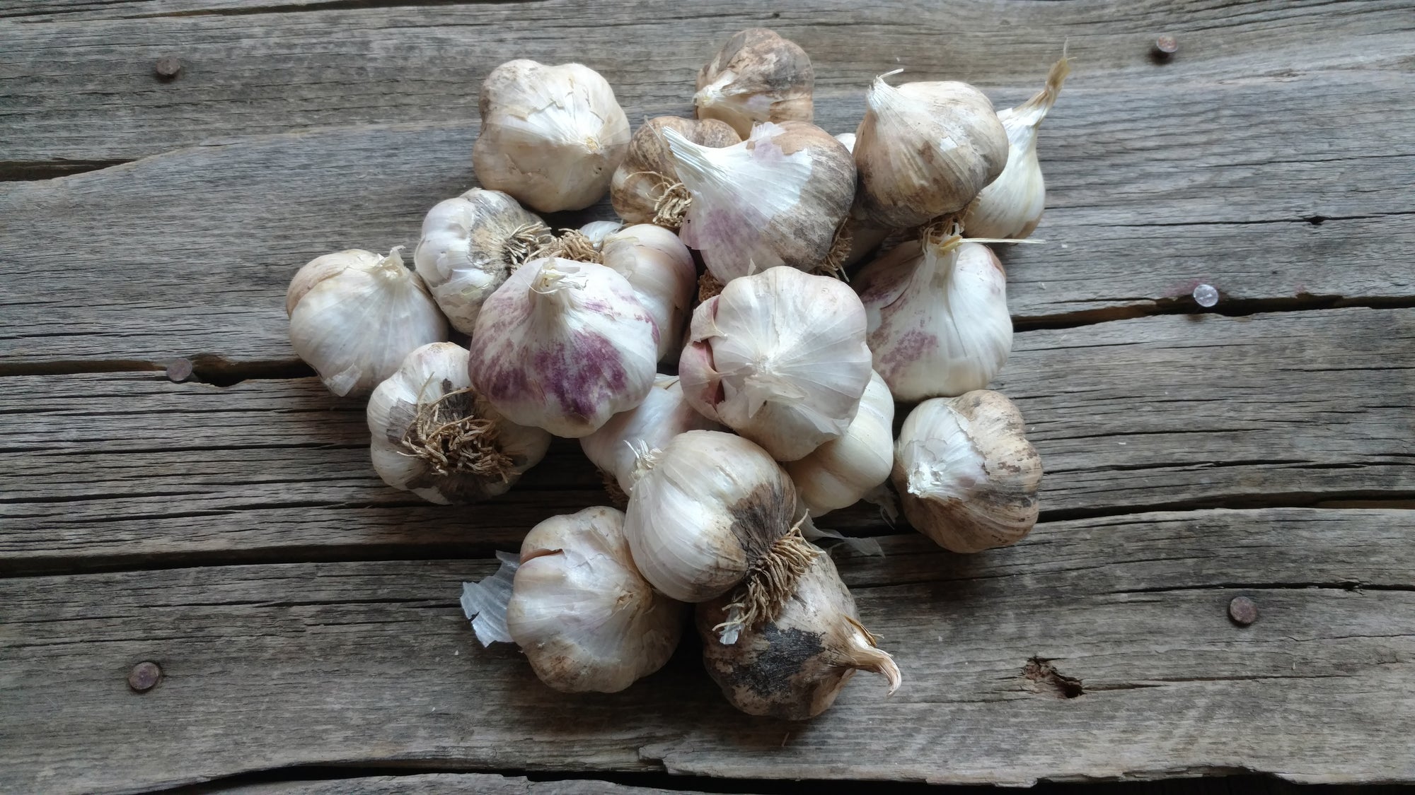 Music Garlic (/head)