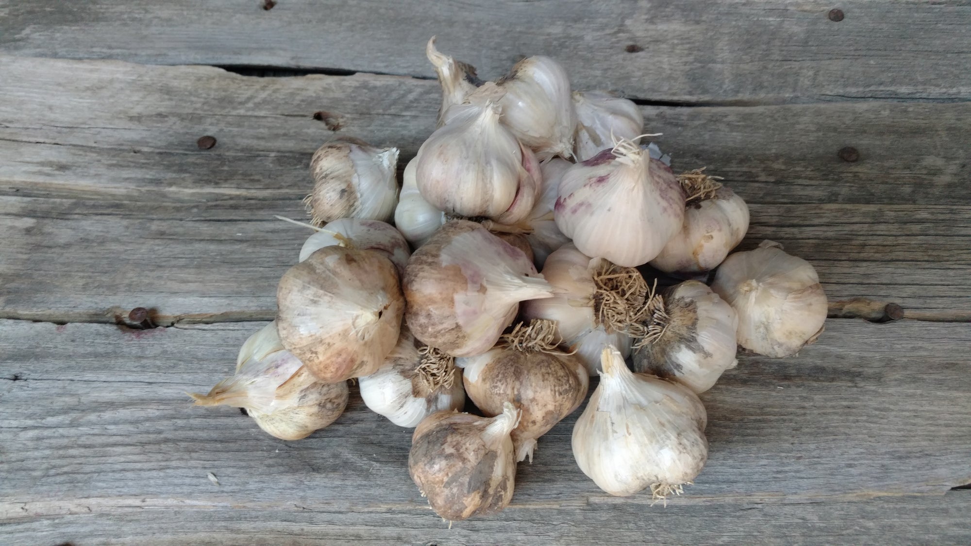 Music Garlic (/head)