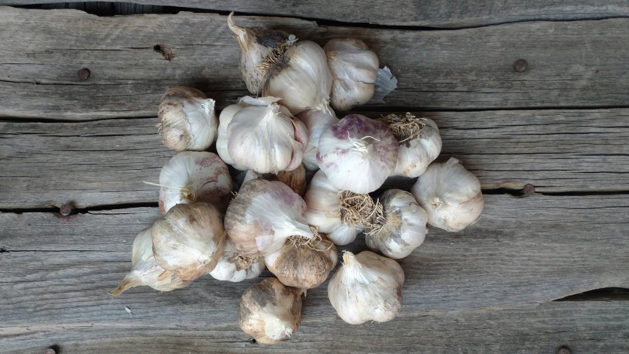 Music Garlic (/head)