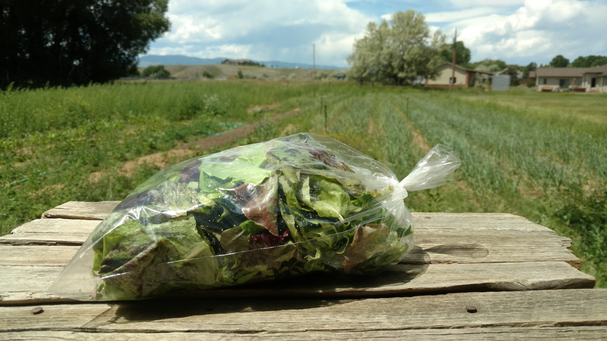 Zach's Salad Mix (/8oz or 16oz)