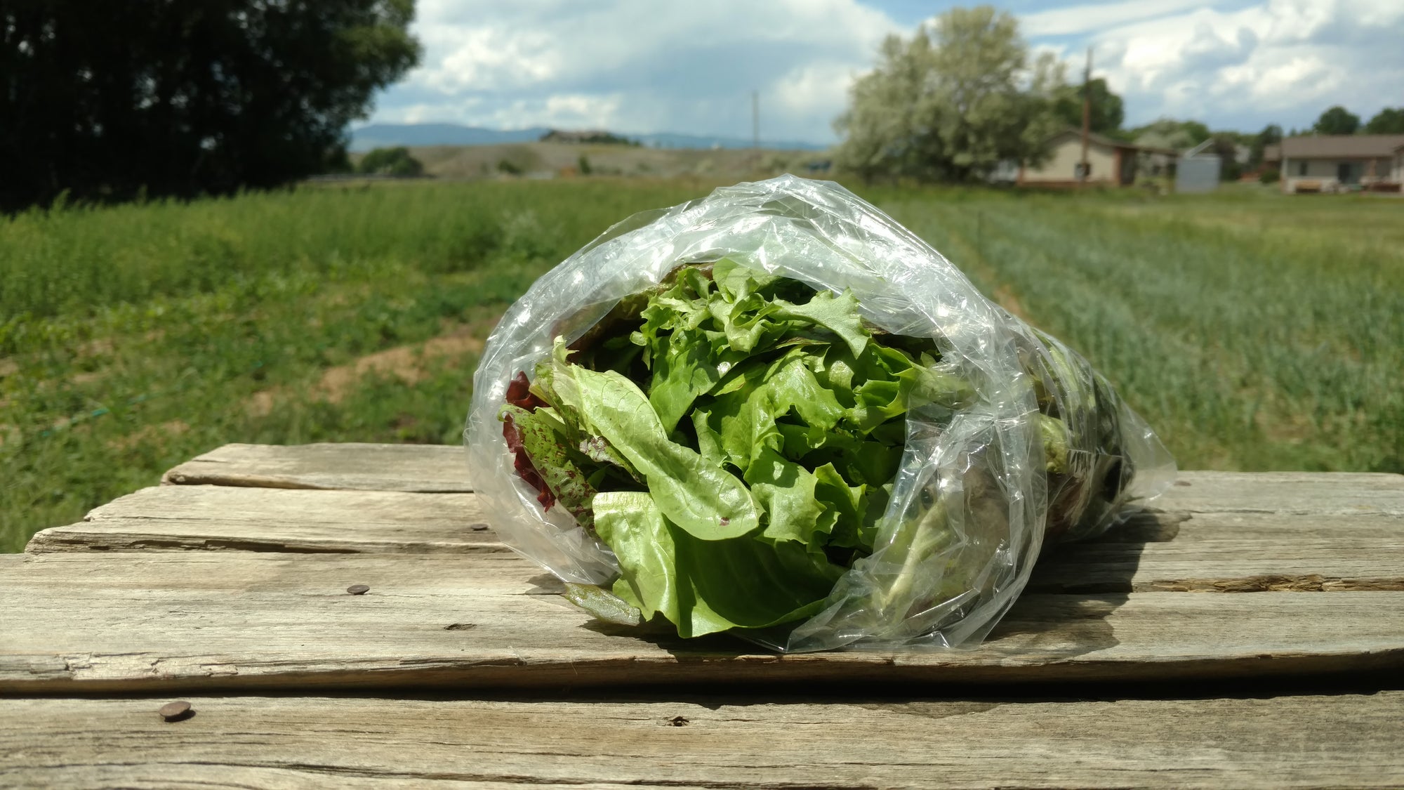 Zach's Salad Mix (/8oz or 16oz)