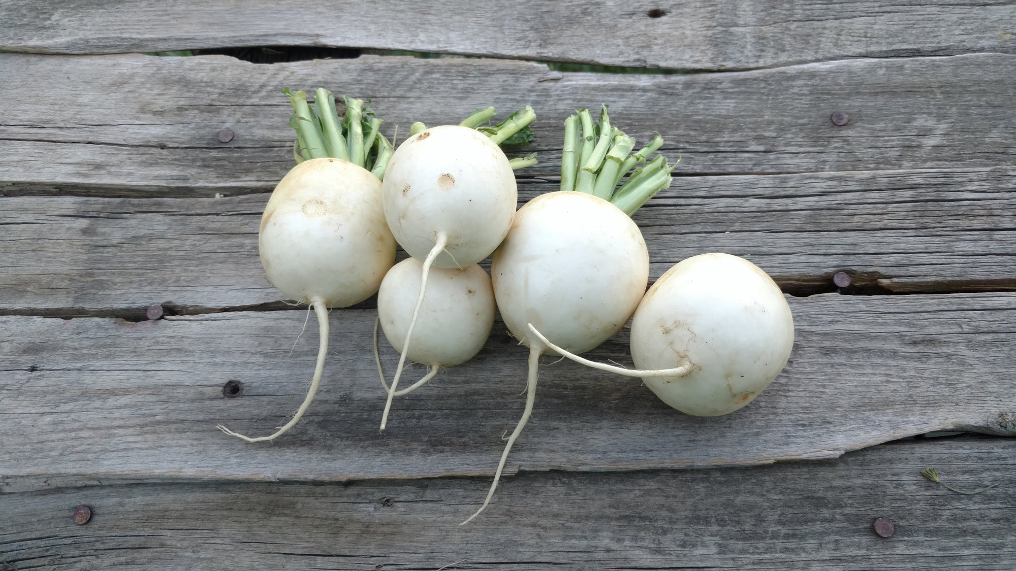 Zach's Salad Turnips (/bunch)