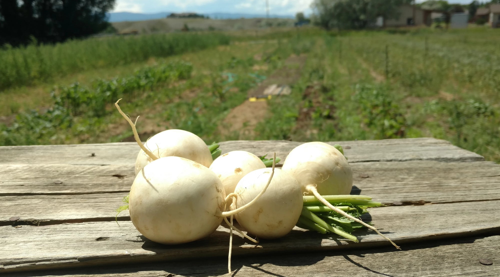 Zach's Salad Turnips (/bunch)
