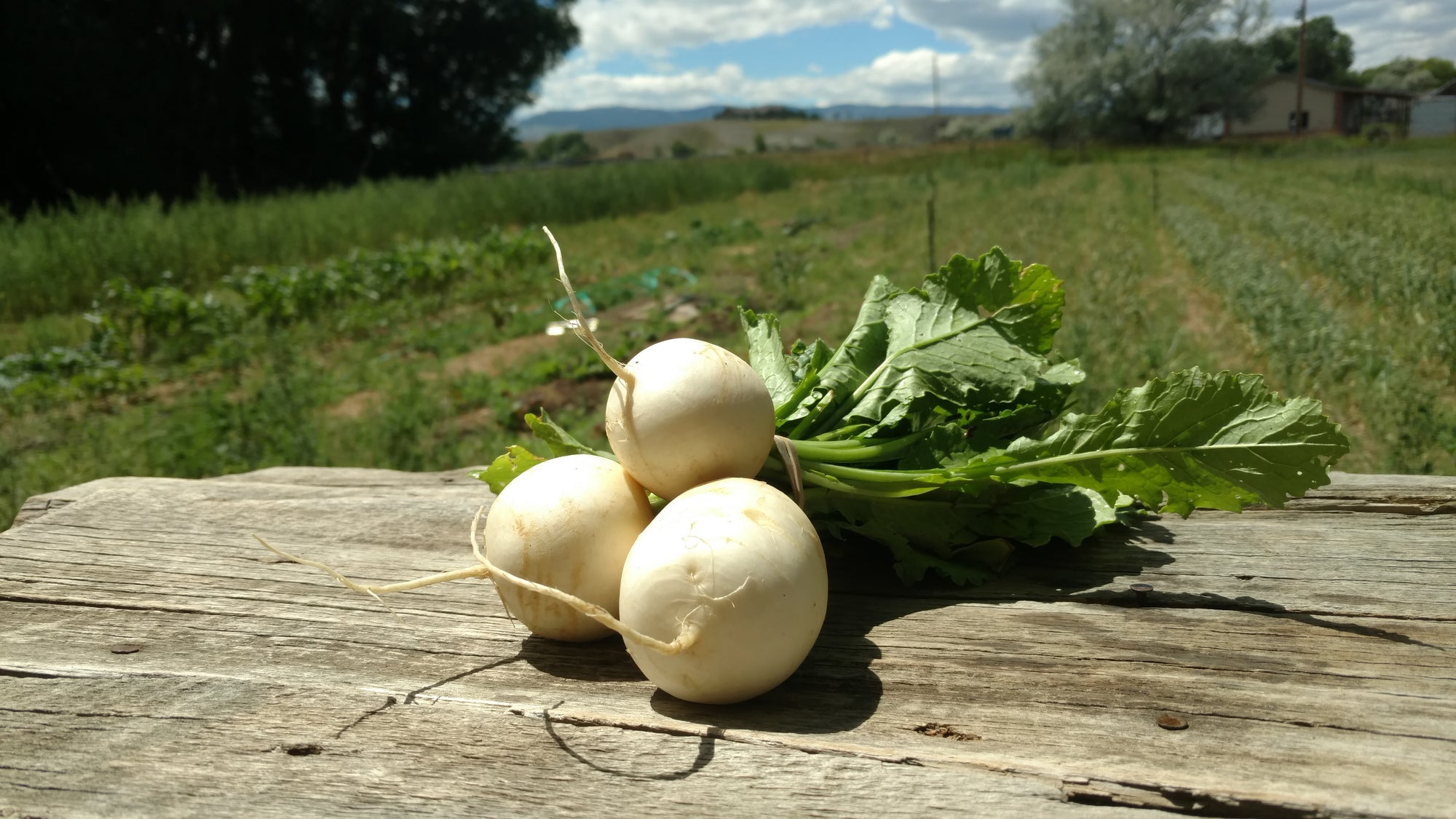 Zach's Salad Turnips (/bunch)
