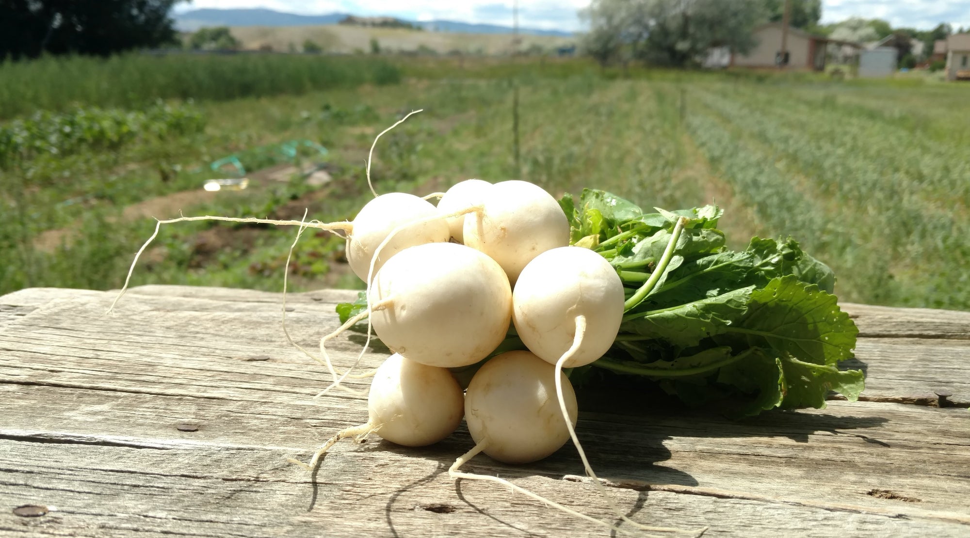Zach's Salad Turnips (/bunch)