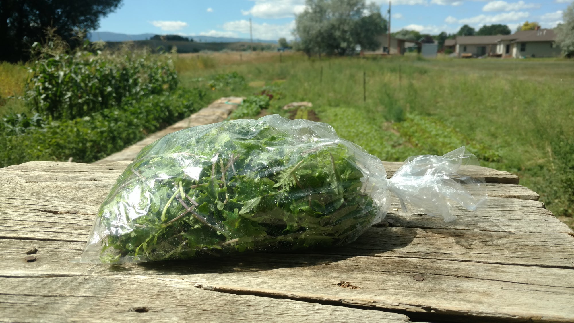Zach's Baby Kale (/8 ounce bag)