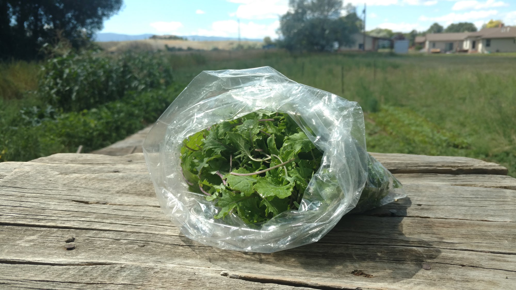 Zach's Baby Kale (/8 ounce bag)