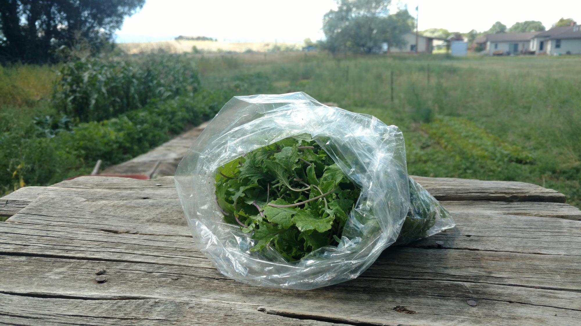 Zach's Baby Kale (/8 ounce bag)