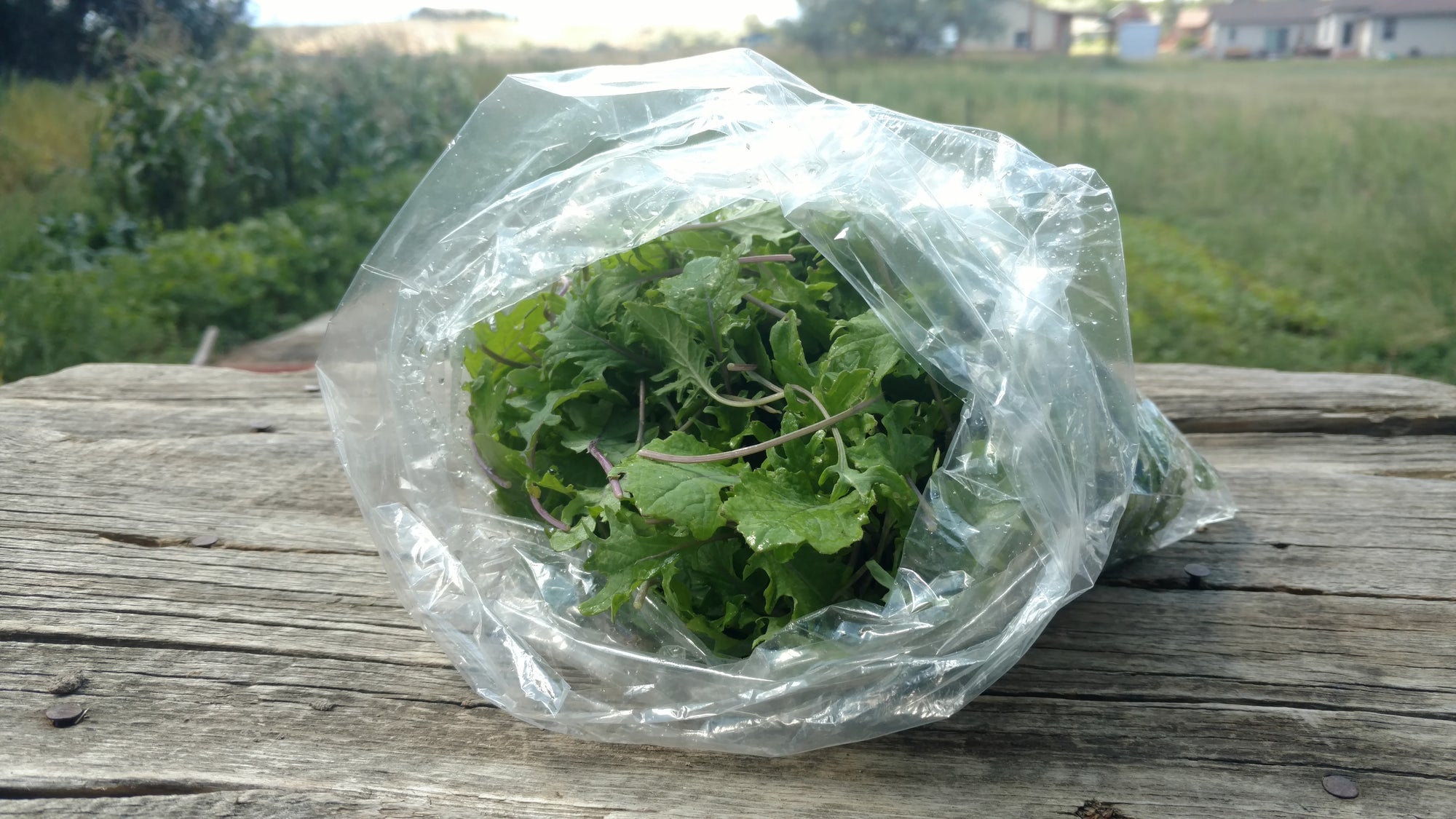 Zach's Baby Kale (/8 ounce bag)