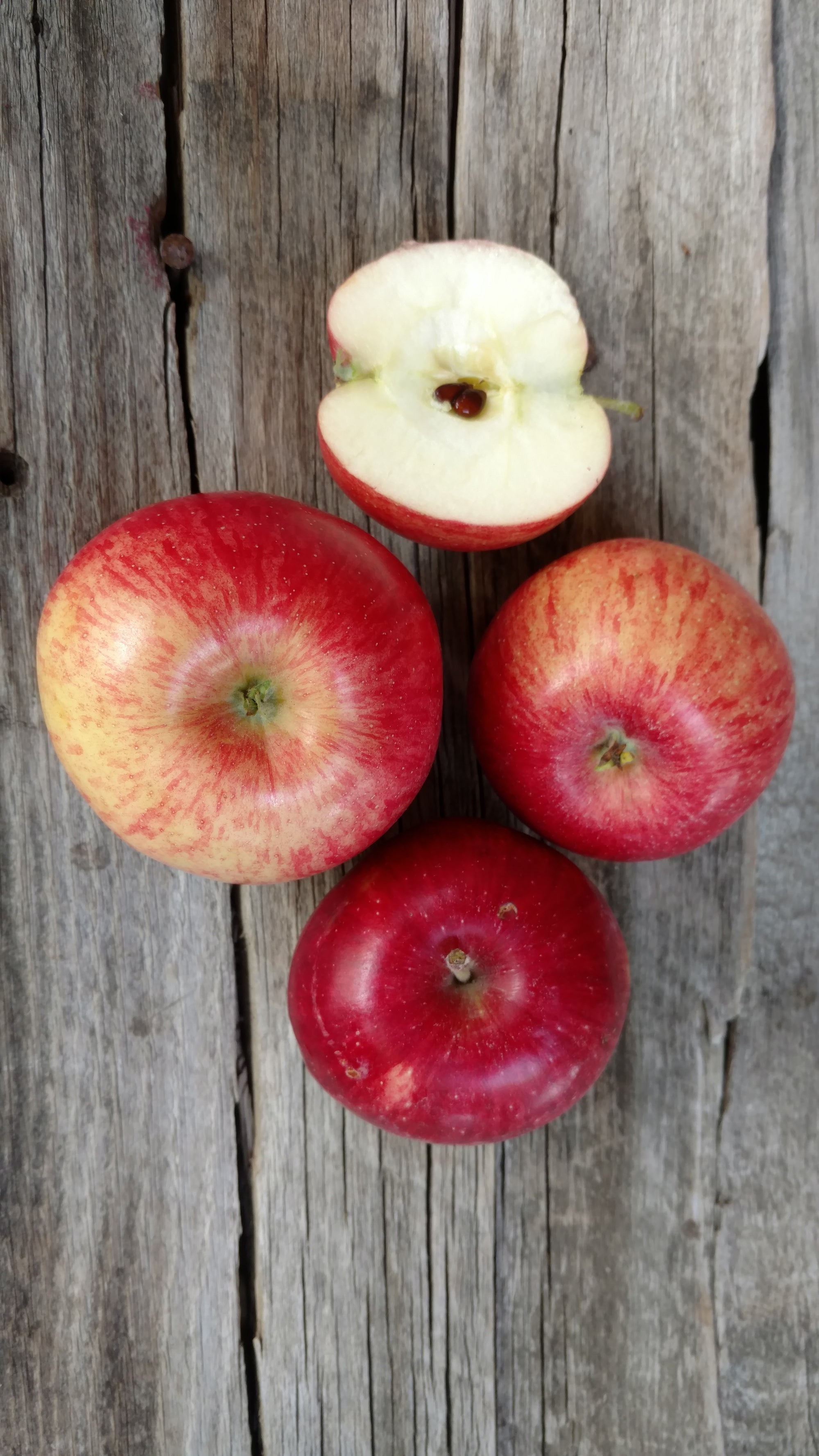 Bonnie's Apples: Fireside (/lb) (Tart Baking Apple)