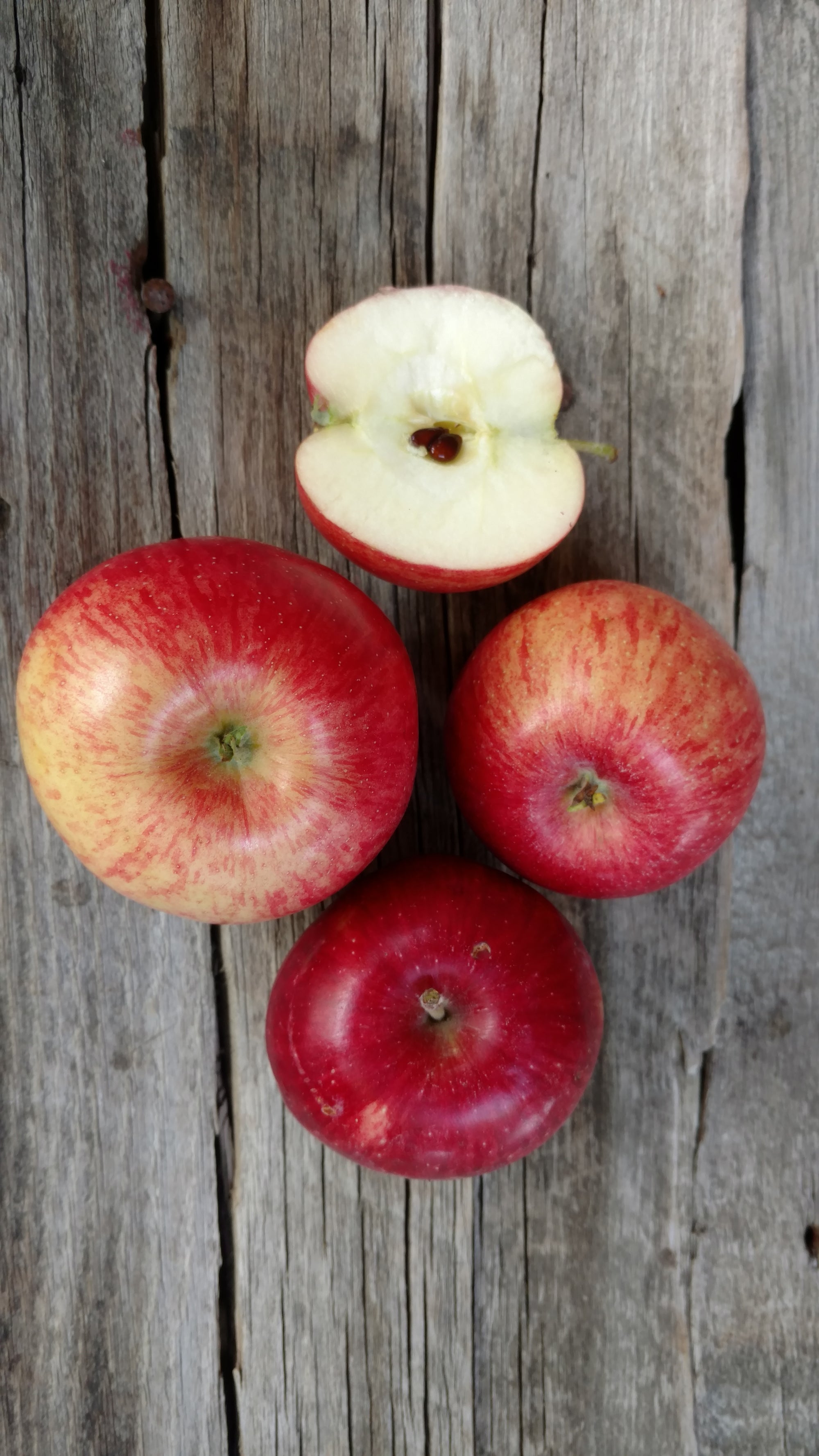 Bonnie's Apples: Fireside (/lb) (Tart Baking Apple)